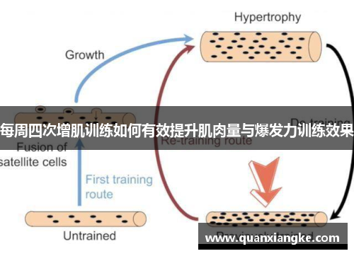 每周四次增肌训练如何有效提升肌肉量与爆发力训练效果